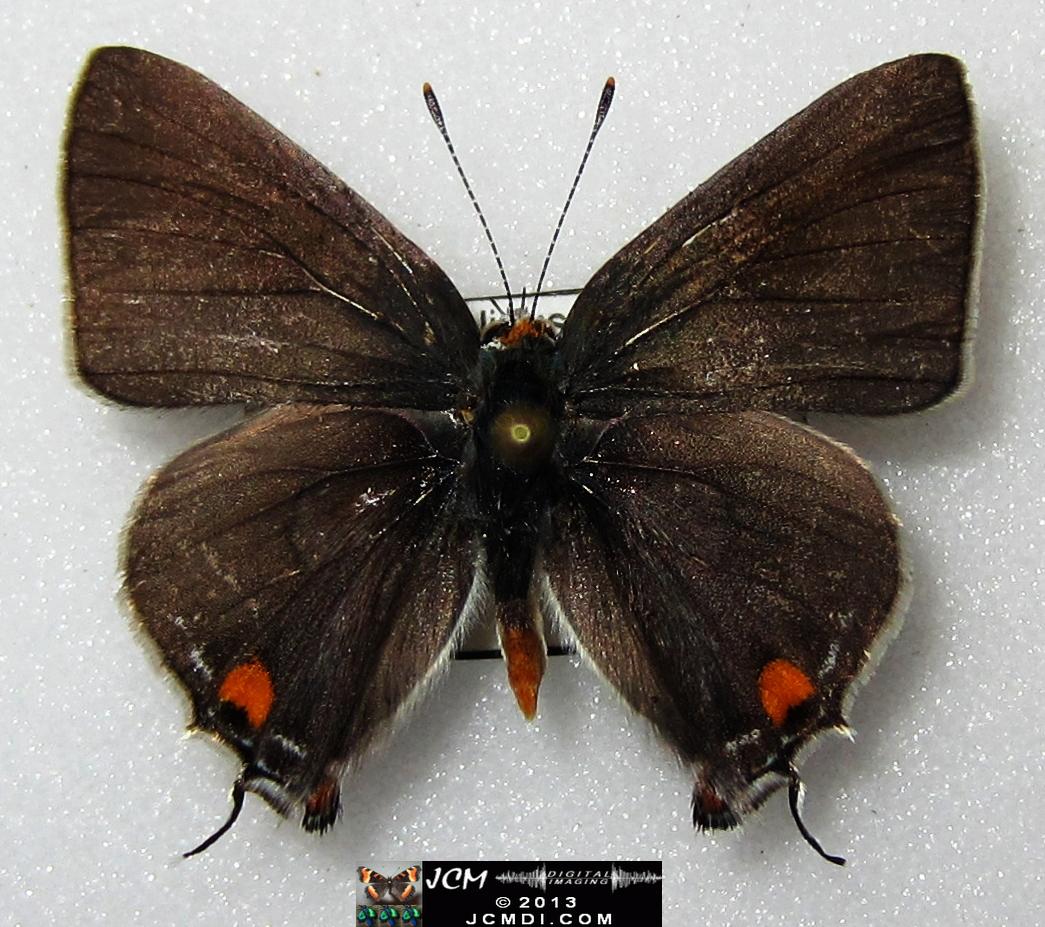 Strymon melinus pudica (Common Hairstreak) images